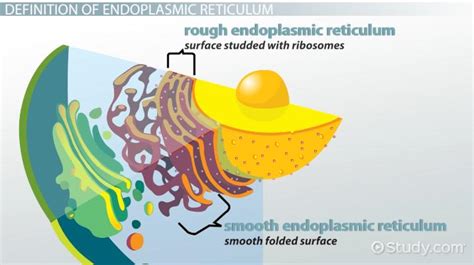 We did not find results for: Endoplasmic Reticulum: Definition & Functions - Video ...
