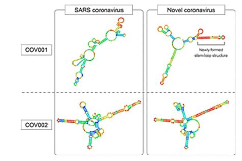 Genetic Study Reveals Similarities And Differences Of Covid 19 And Sars