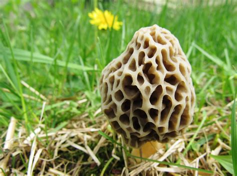 The Hunt for Morels Is On in Oakland County! - Oakland County Blog