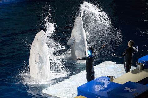 Beluga Whale Sanctuary Sea Life Trusts Conservation Project Blooloop