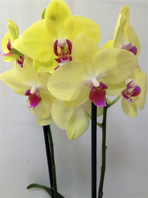 Doppio nastro e applicazione di tre fiorellini. Orchidea Phalaenopsis - My CMS