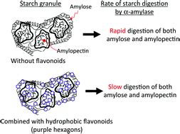 Amylase is an enzyme hydrolase or special protein, that helps you degrade total serum amylase continues to be the most widely used clinical test for the diagnosis of acute pancreatitis. Interactions of flavonoids with α-amylase and starch ...