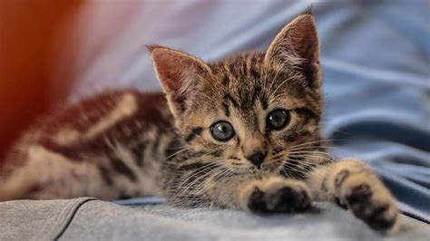 Cara memandikan anak kucing yang terakhir adalah keringkan anak kucing menggunakan handuk hingga kering. 7+ Cara Merawat Anak Kucing Tanpa Induk Agar Tetap Sehat