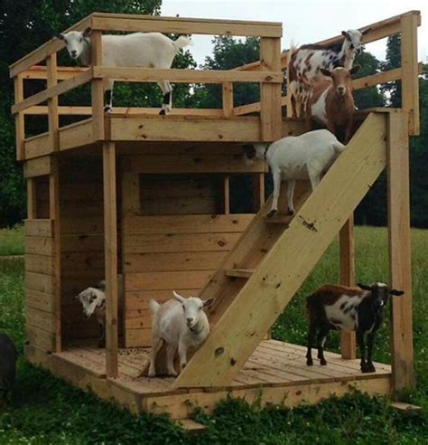 Diy Rooftop Terrace Goat House