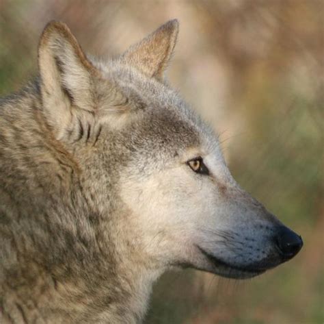 Apparently, the ingolstadt werewolves claimed hundreds of victims before being driven out by maximilian iii. Grey Wolf | Grey wolf, Dublin zoo, Wolf