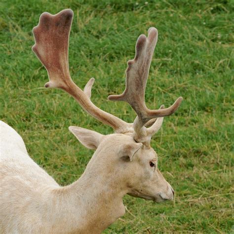 British Wildlife Centre Fallow Deer Stag Martin Pettitt Flickr