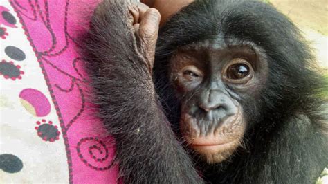 Congo Bonobos Asi