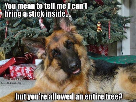 Pin By Renee Maddox On Pets Animals Christmas Memes German Shepherd