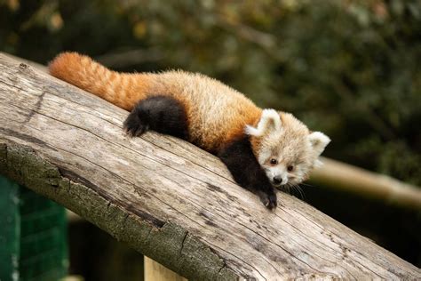 Images Of Baby Red Pandas