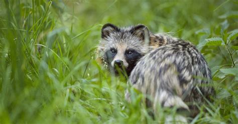 Crazy Facts About Raccoon Dogs Critter Culture