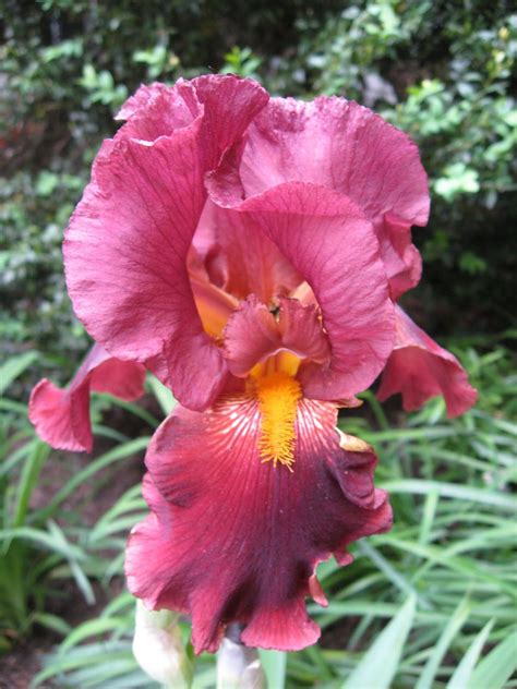 Pink Iris With Images Iris Flowers Flora Flowers Bulb Flowers