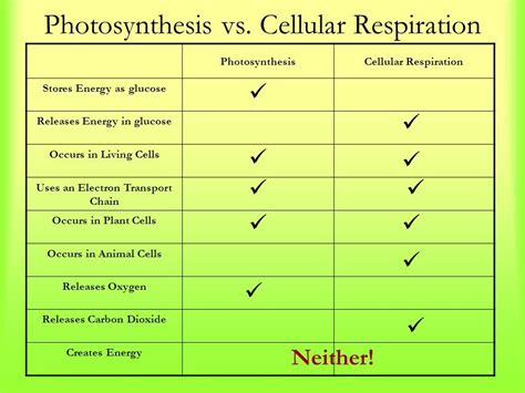 Compare And Contrast Photosynthesis And Cellular Respiration Using A