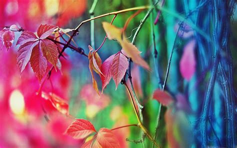 Colorful Leaves Mac Wallpaper Download Allmacwallpaper