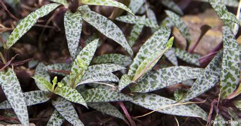 Ledebouria socialis, the silver squill or wood hyacinth, is a geophytic species of bulbous perennial plant native to the eastern cape province of south africa. Silver Squill Care: All About Growing Ledebouria Socialis