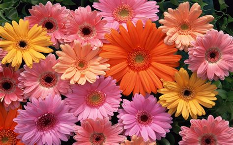 Beautiful flowers wallpapers,beautiful flowers pictures,beautiful flowers fotos,beautiful flowers photo,beautiful flowers wallpapers,beautiful flowers download. World's Top 100 Beautiful Flowers Images Wallpaper Photos ...