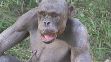 Guru Hairless Chimp Died In December 2019 In Mysore Zoo Youtube