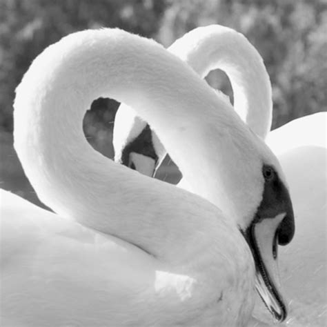 Swan Love Heart Black White Swan Love Black And White Love Black N