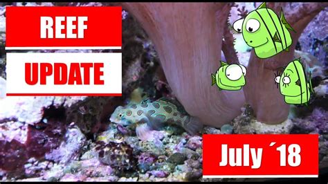 Reef Update July 2018 Red Sea Reefer 525 Xl Youtube