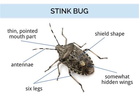 List Of Facts About Stink Bugs Fast Pest Control
