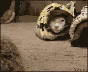 Trust me, i'm an engineer. Funny cats - part 125 (40 pics + 10 gifs) | Amazing Creatures
