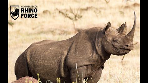 Rhino Forces Anti Poaching And Conservation War Against Rhino