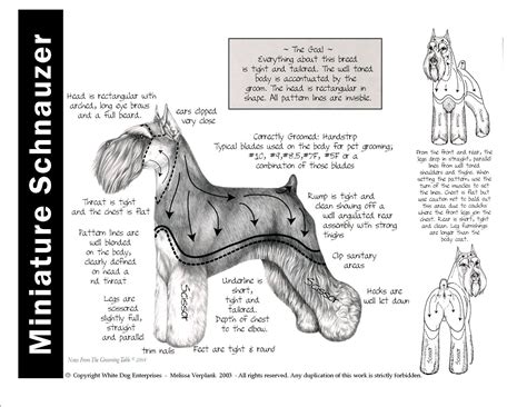 Miniature Schnauzer Grooming Chart.. | Cães schnauzer, Schnauzer