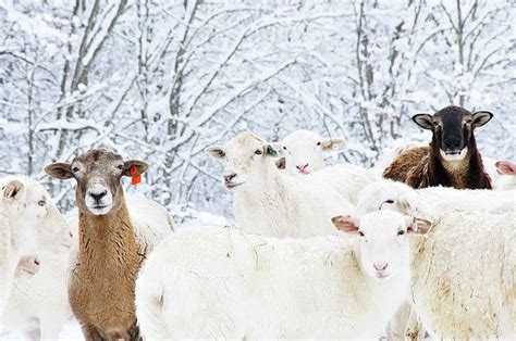 Sheep In The Heavy Snow Sheep Breeds Horizontal Wall Art Winter