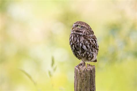 Little Owl Looking Up Photograph By Roeselien Raimond