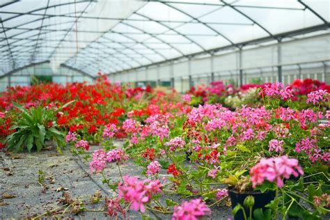 May 17, 2021 · growing raspberry plants in containers is easy and if you choose the right varieties, you could even harvest fresh raspberries several times during the season! How to Grow Geraniums in Containers