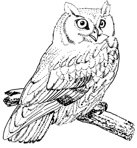 Zebra, deer, elephant and birds. Screech Owl coloring page - Animals Town - Free Screech ...