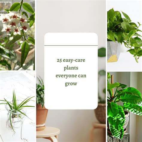 Easiest House Plants To Keep Alive Amazing List Of Plants