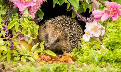 14 Steps For Protecting British Hedgehogs Upgardener