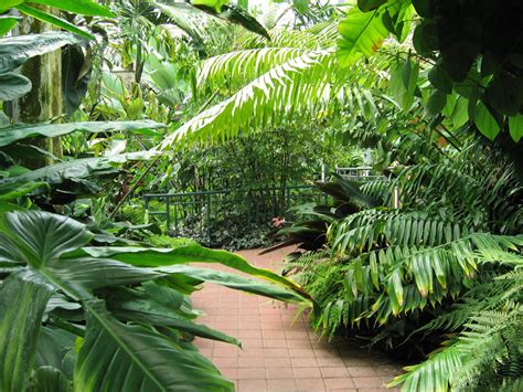 Tropical Foliage Wallpaper - WallpaperSafari
