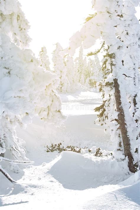 Winter Wonderland Christmas Background With Snowy Fir Trees In Stock