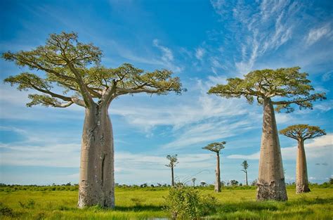 Baobab Tree Hd Wallpaper Pxfuel
