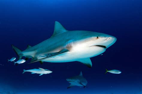 El tiburón toro en agua dulce en 2021. Tiburón toro: hábitat y características — Mis animales