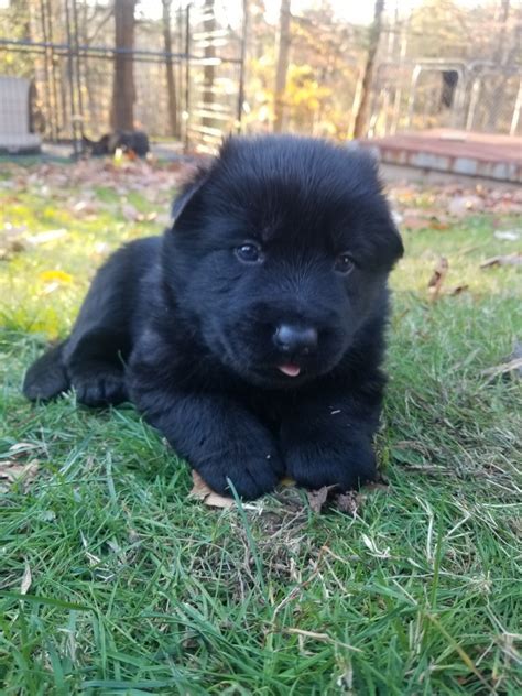 While the german shepherd is highly intelligent and trains fairly easily, they are no picnic for novice owners. German Shepherd Puppies For Sale | Belmont, NY #331509