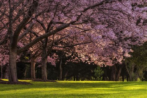 The Most Beautiful Places To See Cherry Blossoms Around The World
