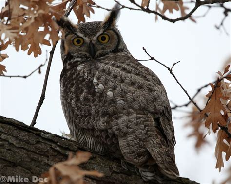 Male Great Horned Owl In Minnesota At High Iso Fm Forums