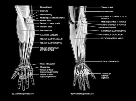 Arm Tendons Anatomy