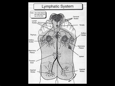 Lymphatic System Massage Chart