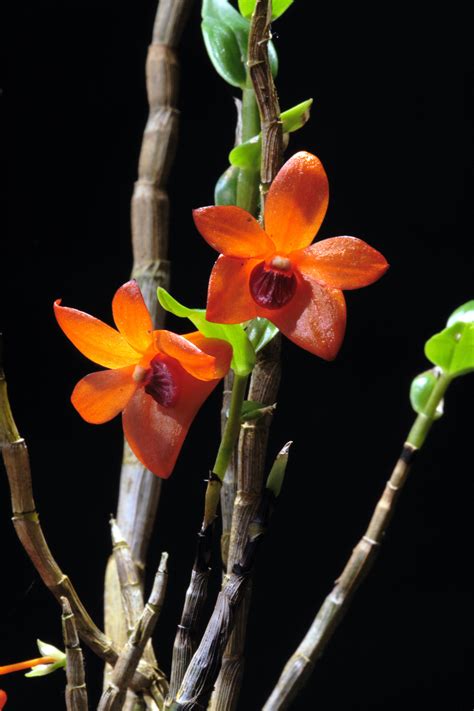 Hoa Phong Lan Vi T Vietnam Orchids Dendrobium Mohlianum