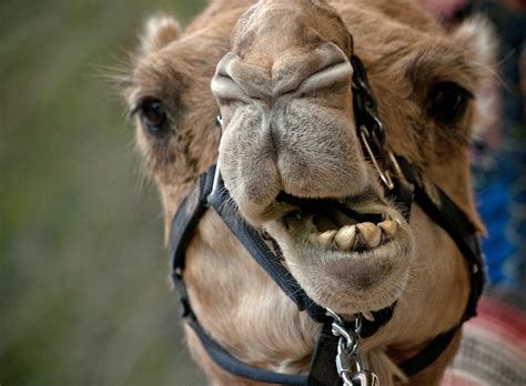 Camel Face Free Stock Photo - Public Domain Pictures