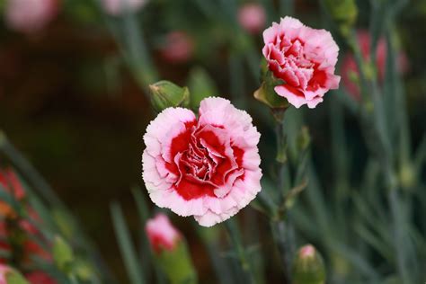 Pink flowers in season in january. January Birth Flower - Carnation - Prince George Florists