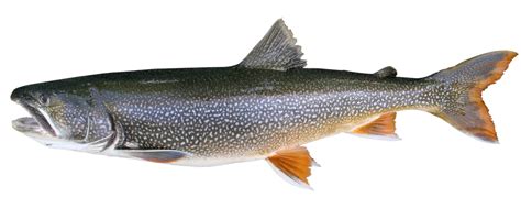 A Surprising Comeback For Lake Hurons Native Fish Michigan Radio