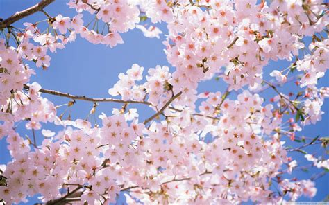 Download Cherry Blossoms Anime Scenery 2560 X 1600 Wallpaper
