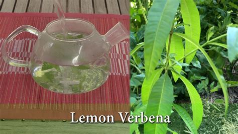 Although lemon verbena is native to south america, it has largely become a globally accessible plant and herb due to its powerful medicinal effects and qualities as a food additive. Images Of Lemon Verbena Alousia Trifolia - Lemon Verbena Lippia Citriodora Or Aloysia Triphylla ...