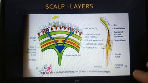 How To Remember Scalp Layers Important Topic Anatomy Arterial Venous