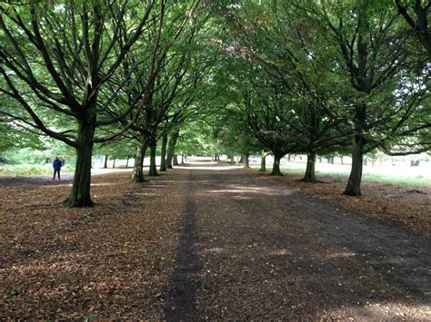 Richmond Park The History Of Oak Trees Graftingardeners Ltd
