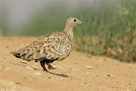Spotted Sand Grouse Spotted Sandgrouse Bird Paradise Beautiful